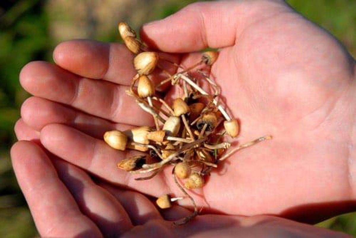 Former Banker Outlines Psychedelics Opportunity in Australia