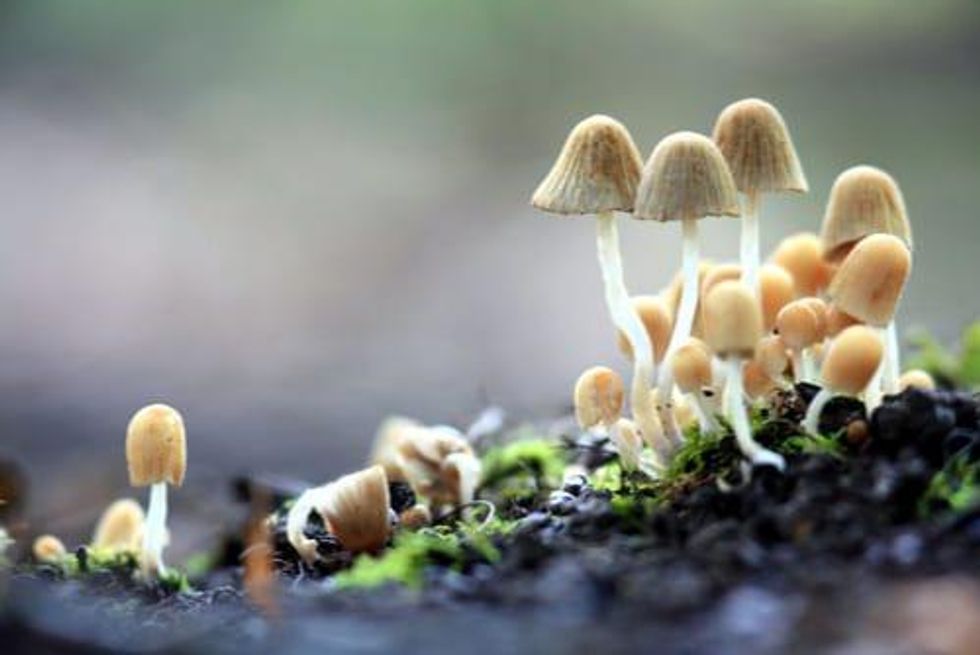 Aussie Investors Get a Taste for Psychedelics Market