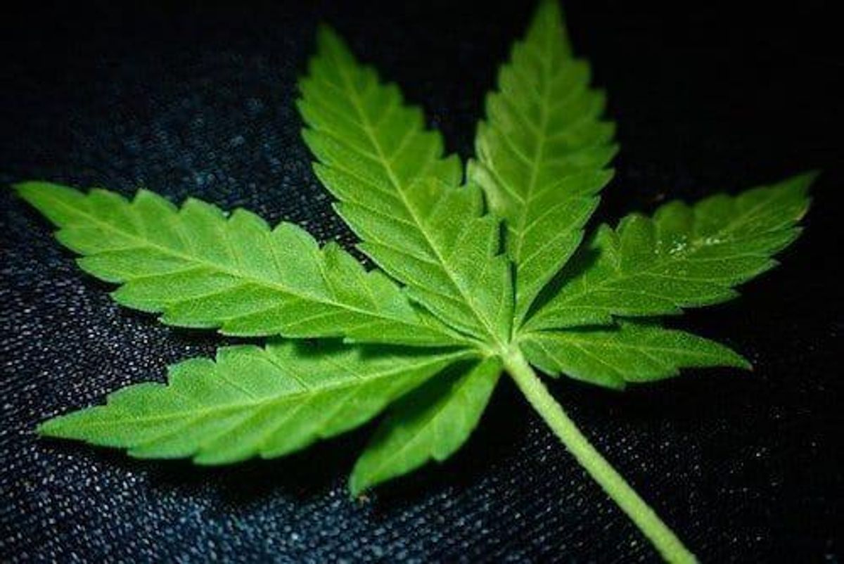 Cannvalate Inks Supply Deal with Canadian Firm Avicanna