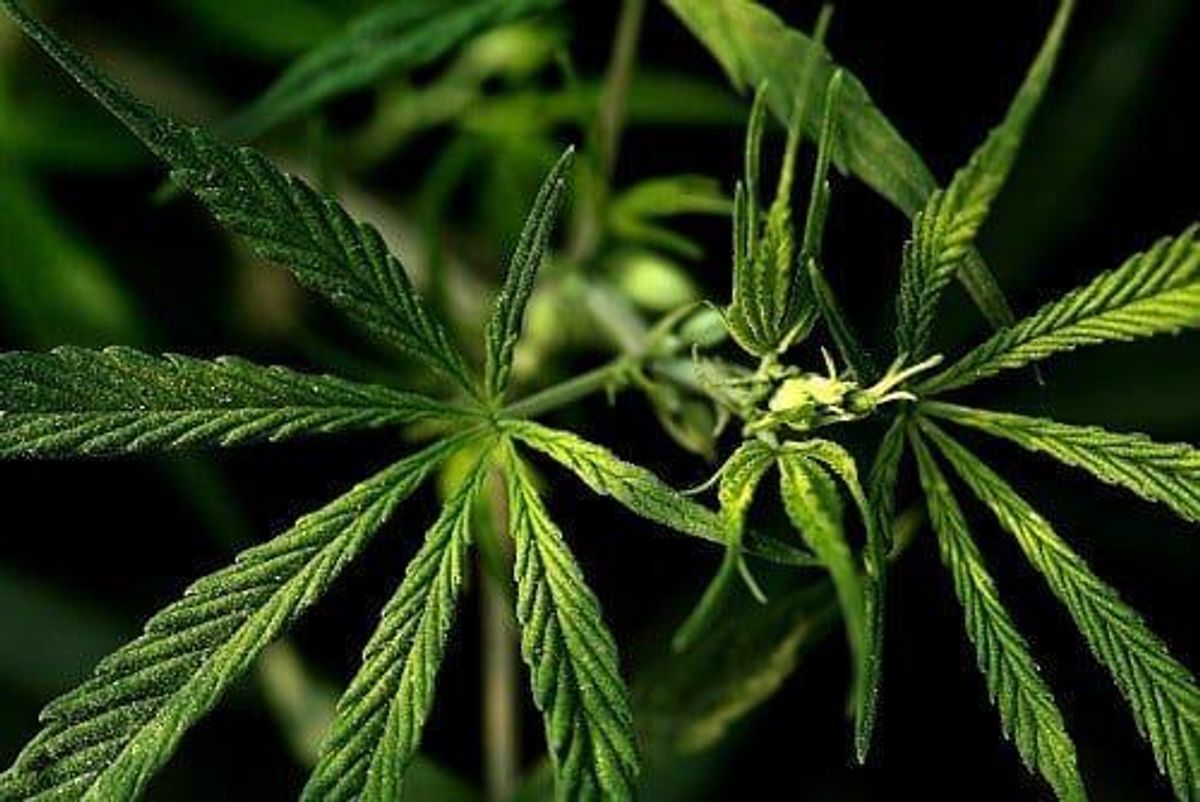 Cannabis Equity Markets “Rebounding” After Drop, Analyst Says