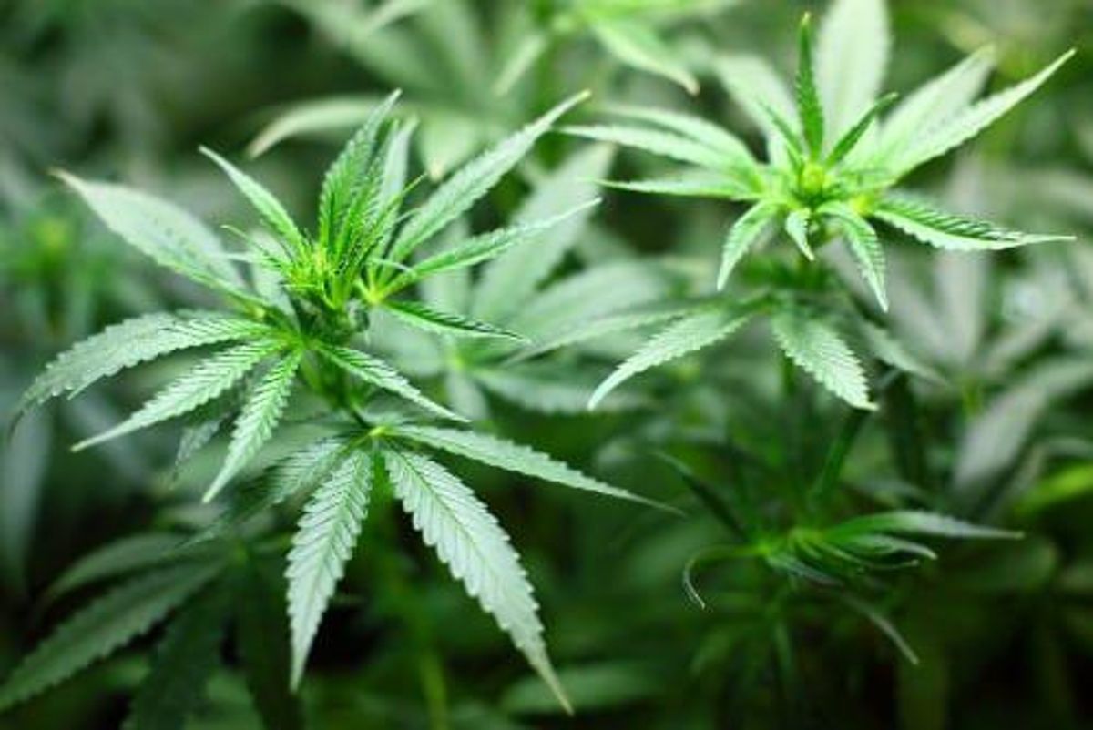 Analyst: Australian Cannabis Sector Offers “Smoke Without Fire”
