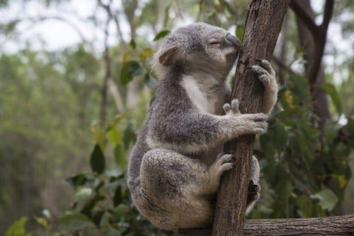 Australia’s Conservative Government Holds on Despite Polls