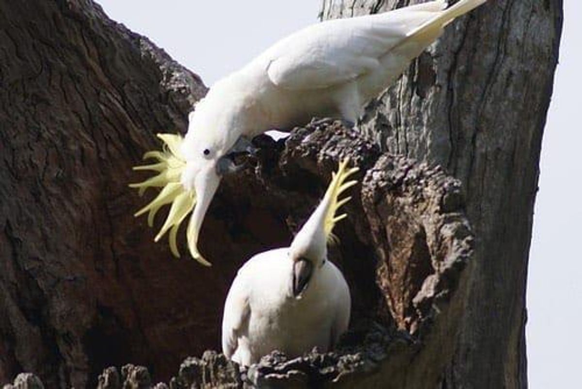 Nuclear Energy Powers Politicking in Australia