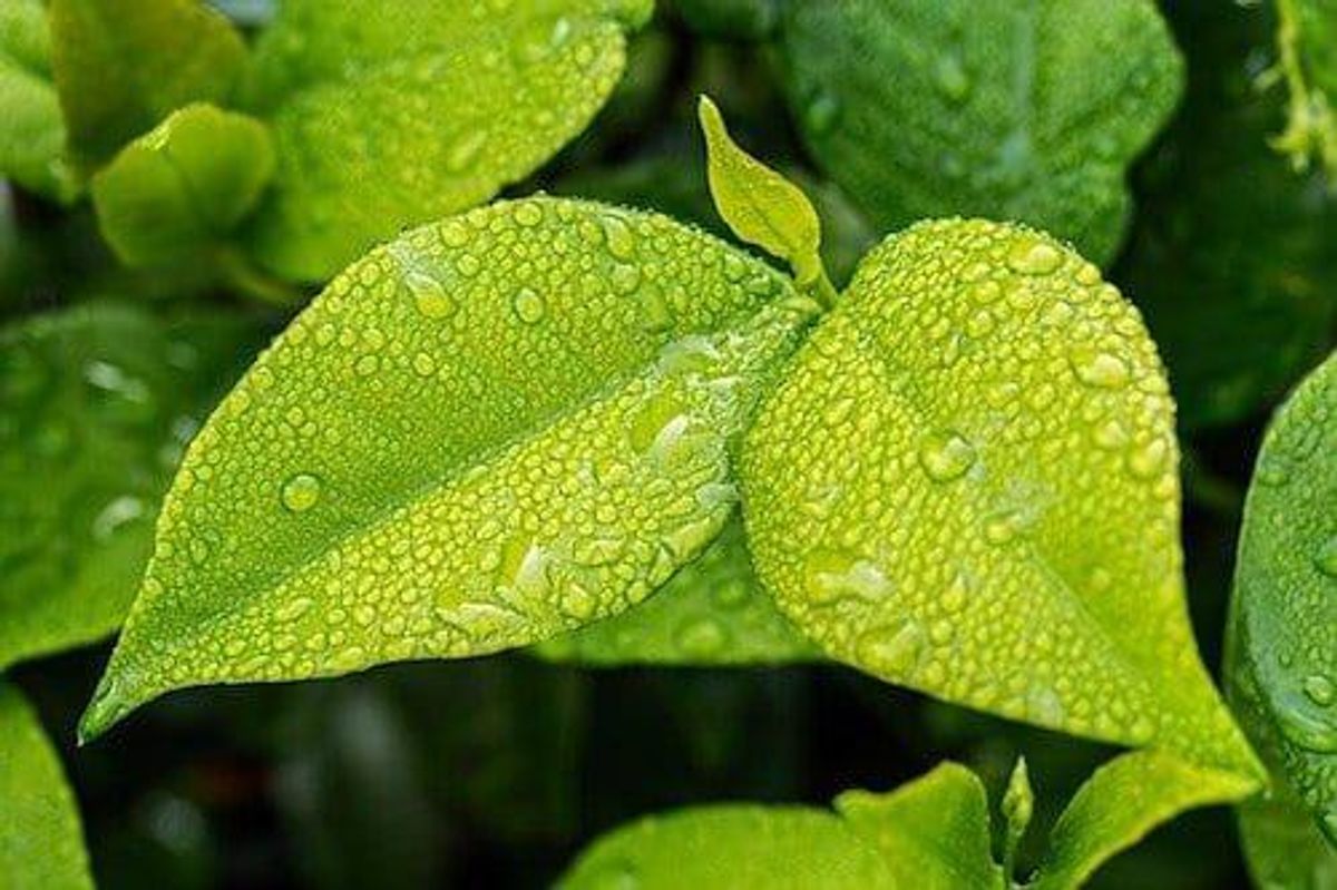 Verdant Locks in AU$160-million Term Sheet for Phosphate Project