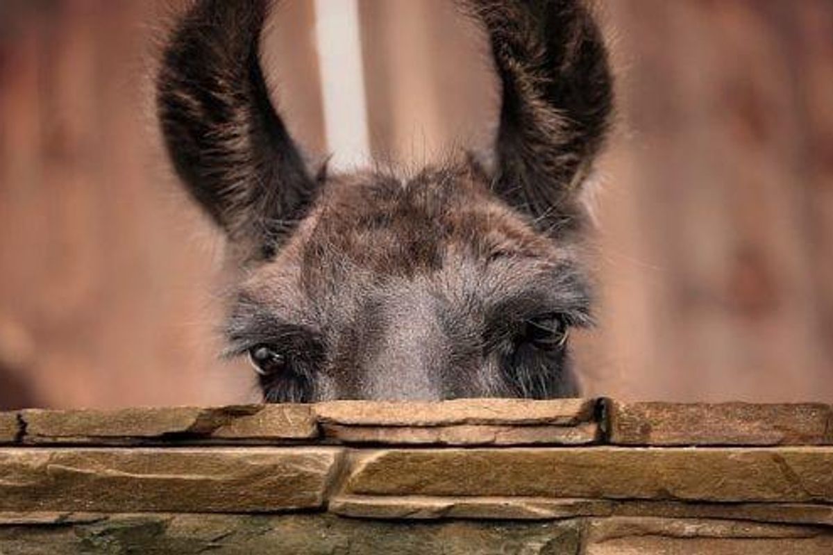 Tools Down at Spence: Workers Strike at BHP Copper Mine