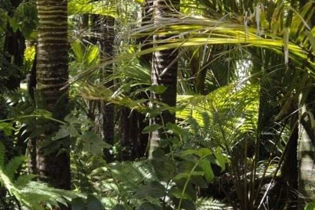 Centaurus Secures Joint Venture Partner for Itapitanga