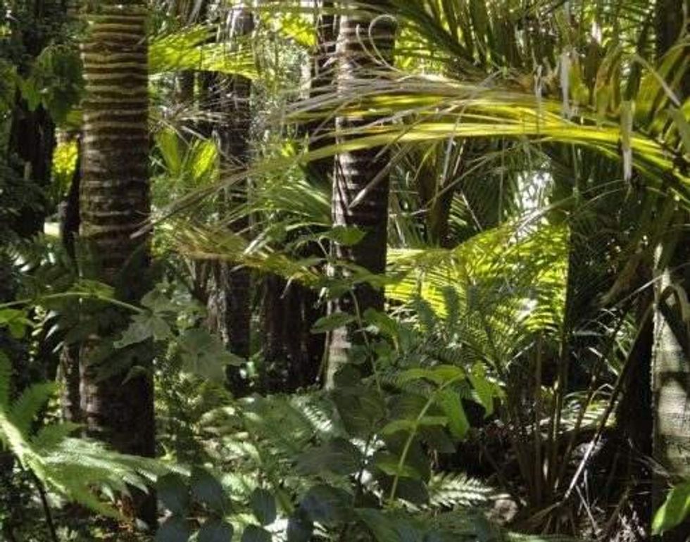 Centaurus Secures Joint Venture Partner for Itapitanga