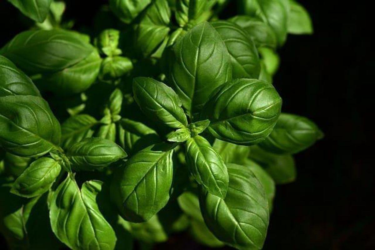 Verdant Minerals Gets Environmental Approval for Phosphate Project