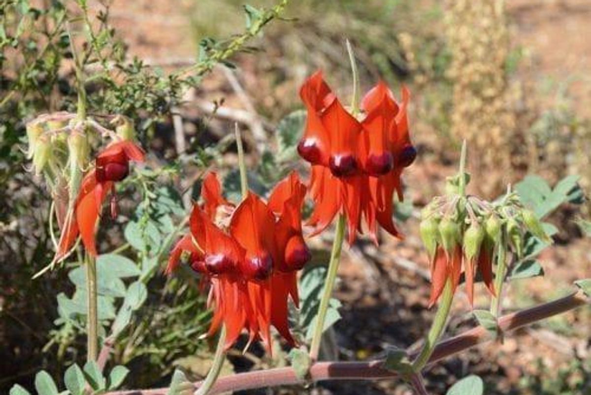 Acid and Fire Put Brakes on BHP’s September Quarter