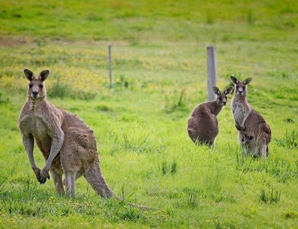 Australian Miners Tell Canberra: Get on with Your Job