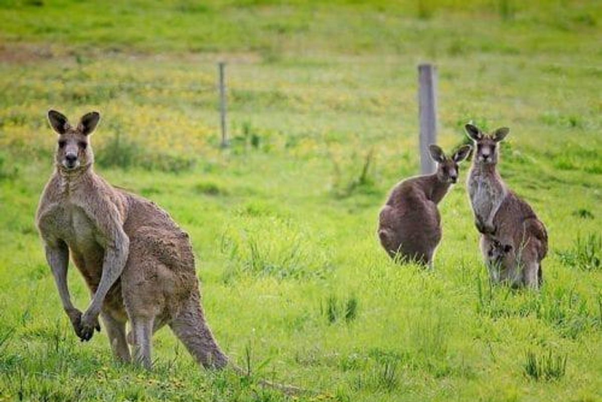 Australian Miners Tell Canberra: Get on with Your Job