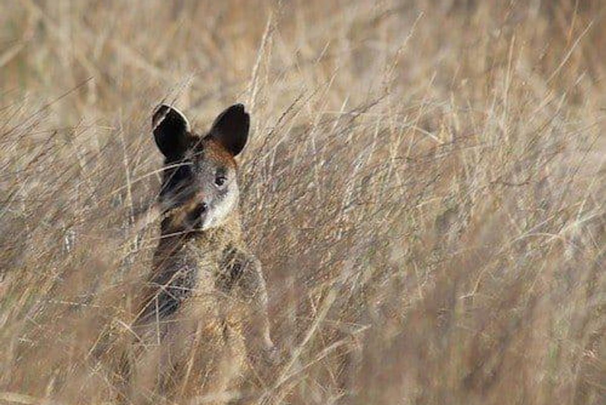 Fortescue Metals Attempts Atlas Iron Takeover Blockade