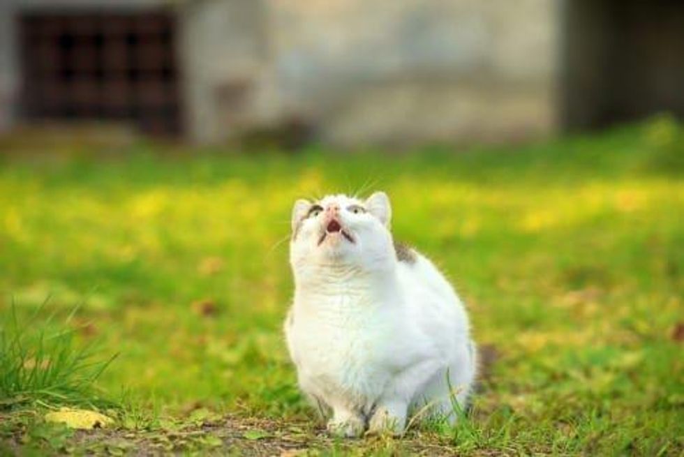 VIDEO - David Erfle: 2019’s Gold Gains Were Frustrating for Junior Investors