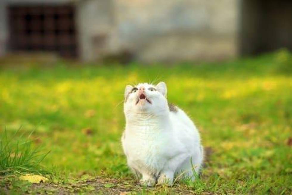 VIDEO - David Erfle: 2019’s Gold Gains Were Frustrating for Junior Investors