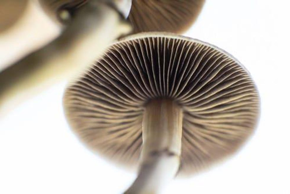 VIDEO - Ex-Aphria Boss Vic Neufeld Joins Psychedelics Industry