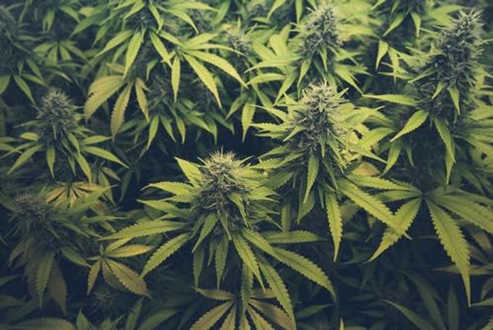 US Election Night a Big Win for Cannabis State Policies