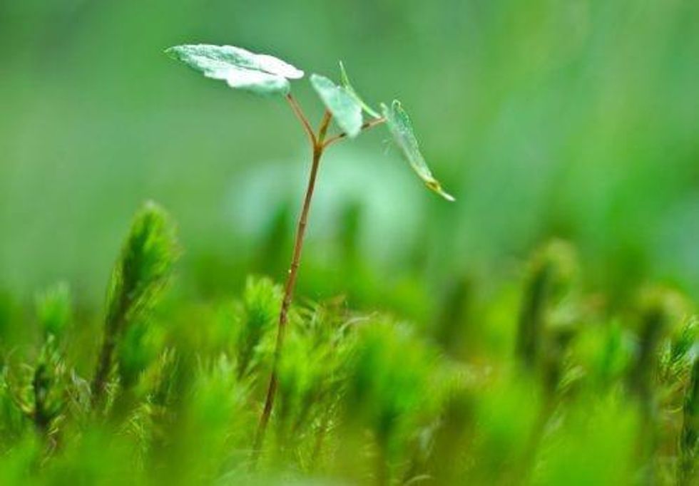 VIDEO - Jayant Bhandari: Uranium’s Green Credentials are Camouflage