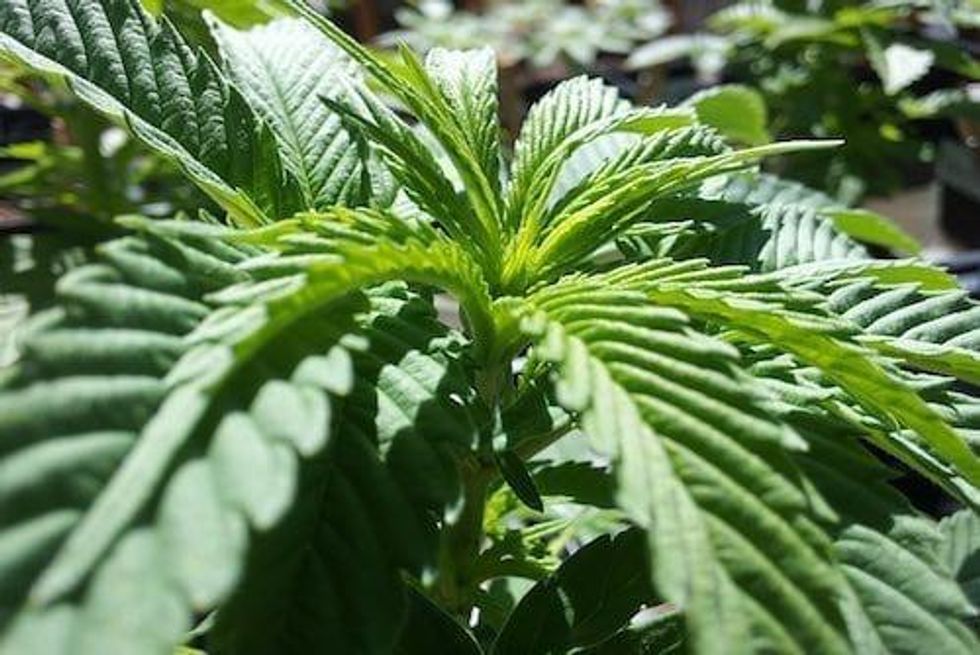 VIDEO Round-Up: Lift & Co. Cannabis Expo 2019