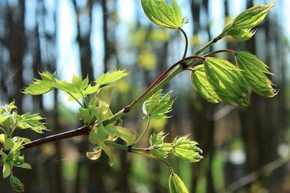 Jon Hykawy: Sit on the Sidelines for Cobalt (for Now)