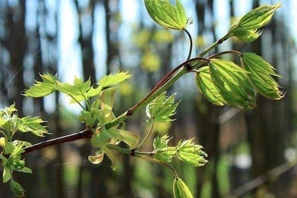 Jon Hykawy: Sit on the Sidelines for Cobalt (for Now)