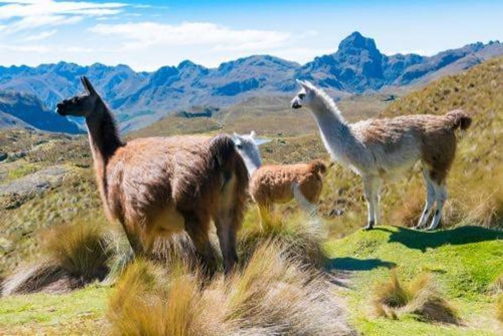 Remi Piet: Communities Challenge Mining in the Andes