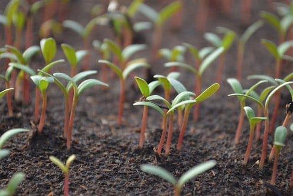 VIDEO - Joe Mazumdar: Watch for Consequences of M&A in Gold