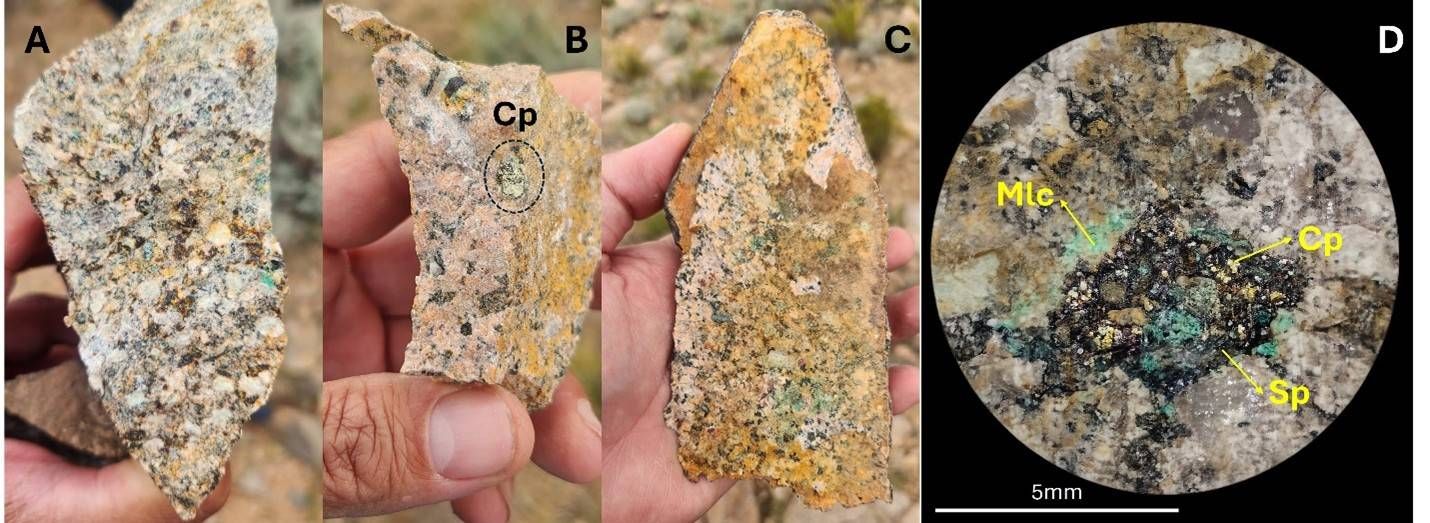 Mineralization examples from the Zorro North target. A, B and C: disseminated chalcopyrite partially oxidized to malachite hosted by K-feldspar altered granite. D shows a detail of a miarolitic cavity lined with specularite (Sp), chalcopyrite (Cp), and malachite (Mlc).