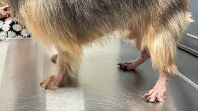 Beaux, a 6-year-old Yorkie from Austin, TX before receiving his first Befrena injection on March 31st, 2026