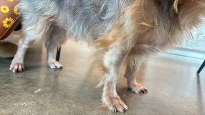 Beaux, a 6-year-old Yorkie from Austin, TX on April 21st, 2026, just 3 weeks after receiving his first Befrena injection