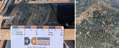 Figure 1: Drill core from ML26 005 at 33.4 metres downhole, showing visible gold (circled) in a narrow sulphide- and diopside-rich calc-silicate shear, at the margin of a pyrrhotite–pyrite–quartz–chalcopyrite stockwork vein (A; scale in centimetres). B: closer view of the visible gold in a separate photograph, with gold grains circled.