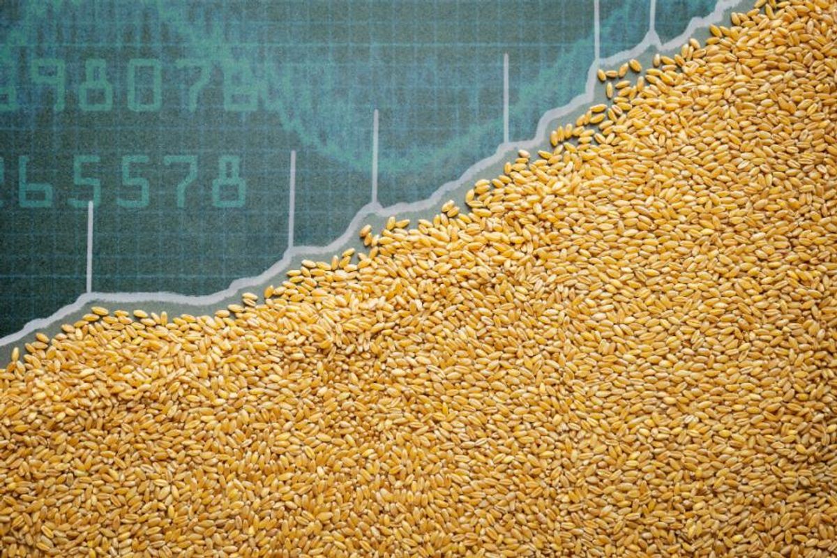 increasing price chart with corn seed