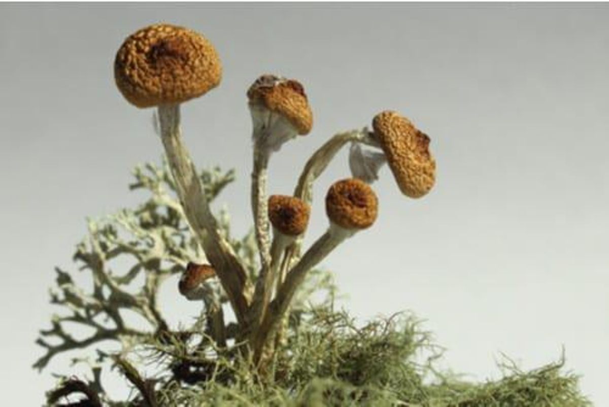 investing in psychedelic stocks