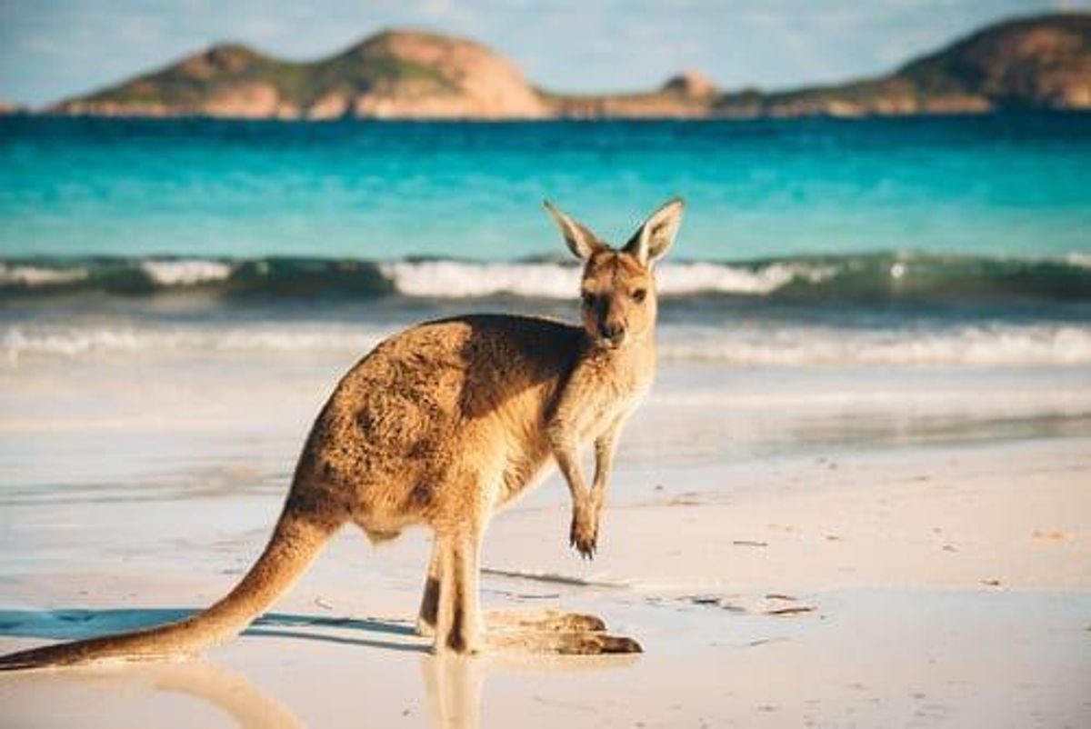 kangaroo standing on a beach