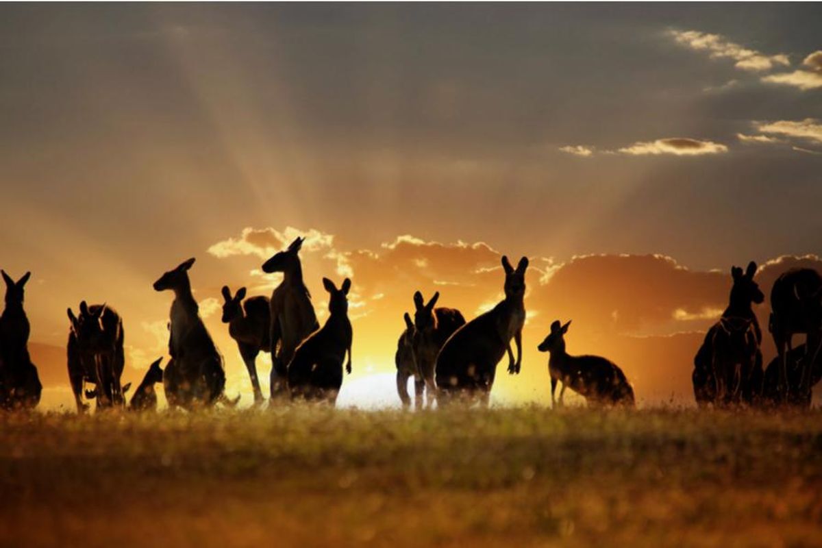 kangaroos in front of the sunrise