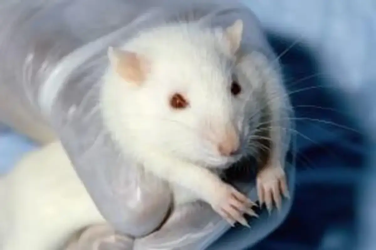 lab rat in gloved hand