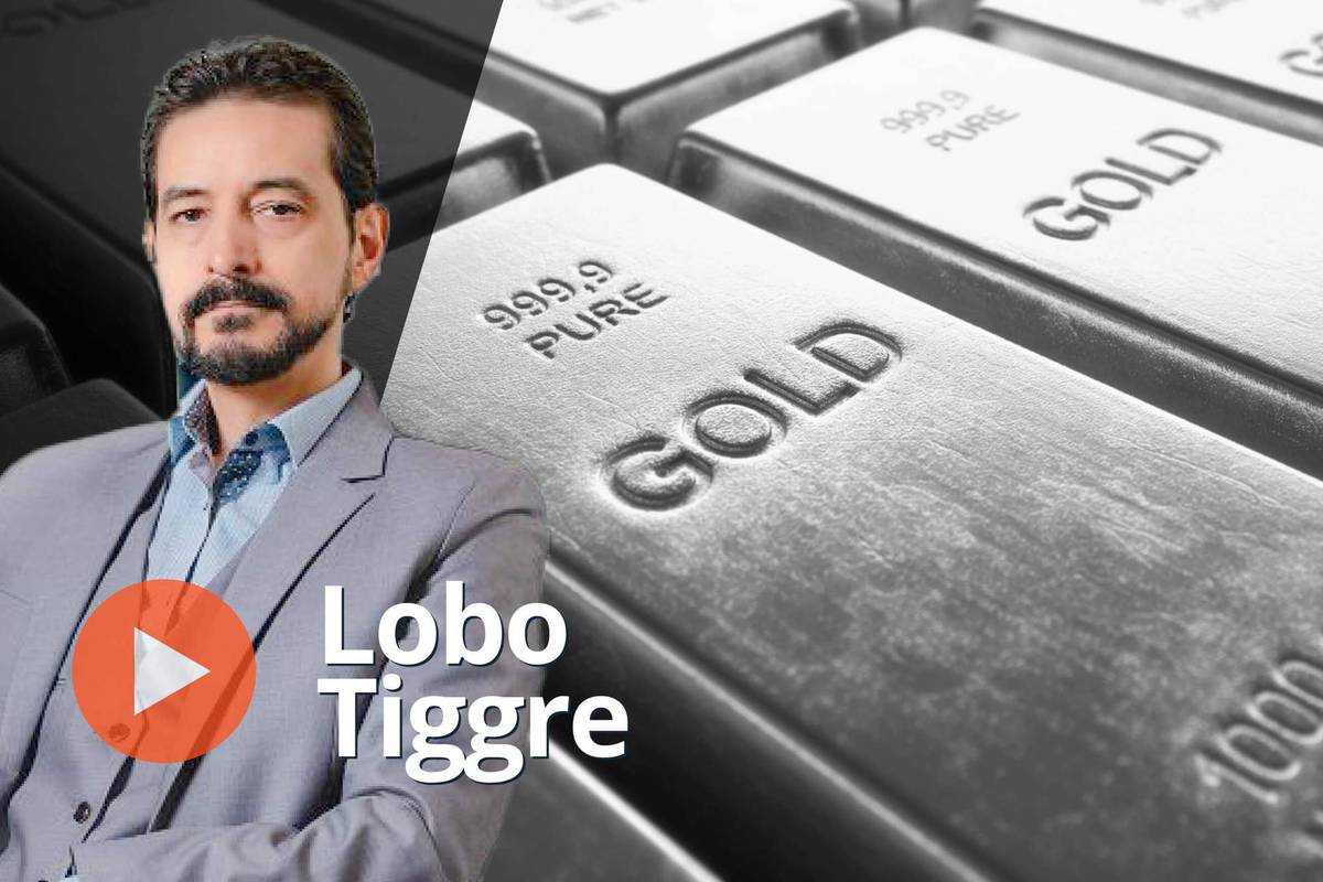 Lobo Tiggre, gold bars.