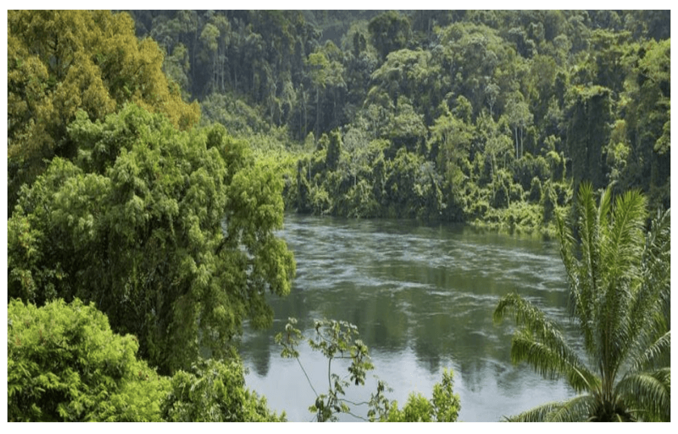Lush green trees within Centurion Minerals' Limestone Gold Project in Suriname