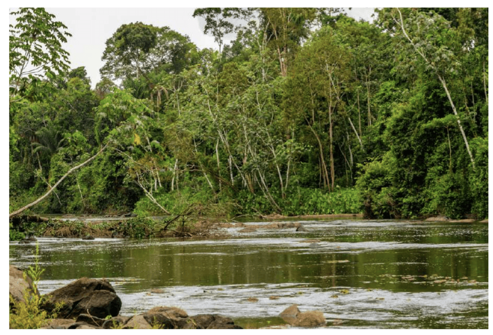 Lush green trees within Centurion Minerals' Limestone Gold Project in Suriname