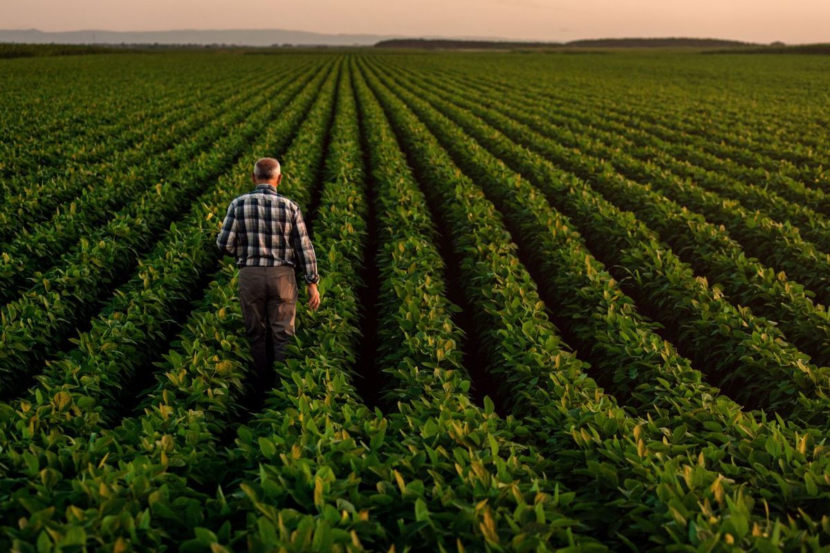 Man walking in crop field.