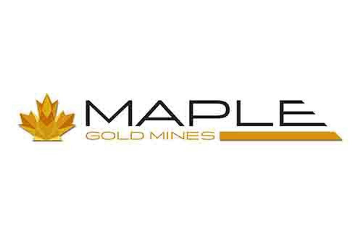maple gold stock price
