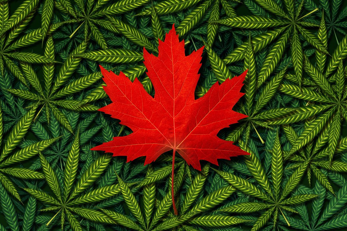 maple leaf over cannabis leaves