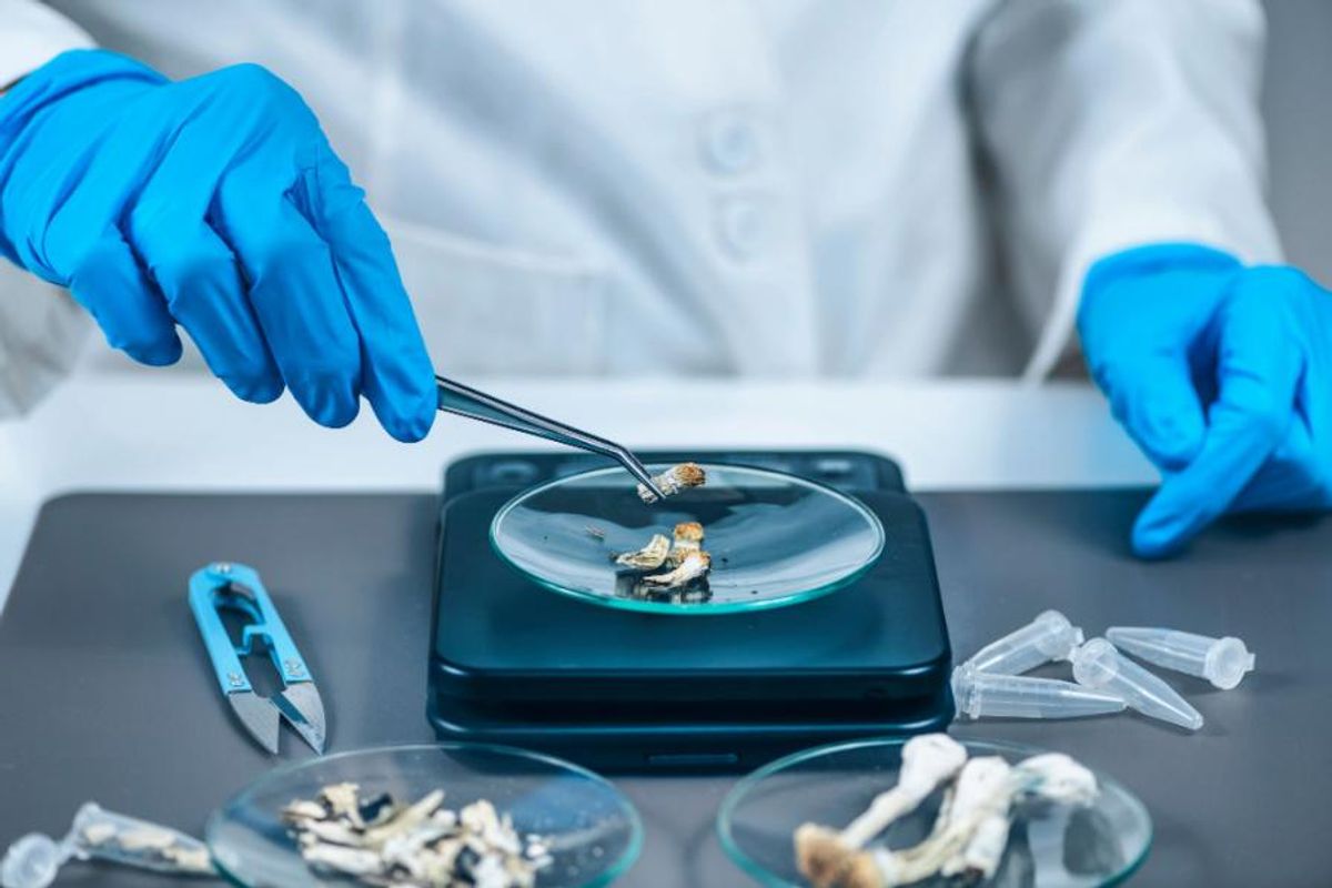 medical mushroom test