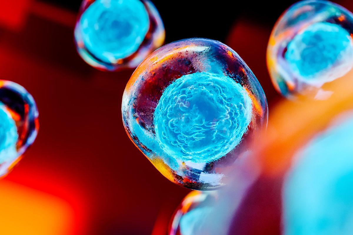 Microscopic view of stem cells.