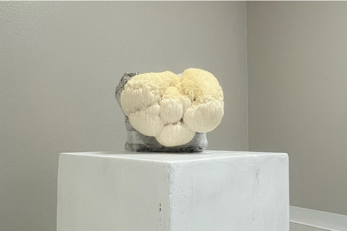 Mushroom displayed on podium.