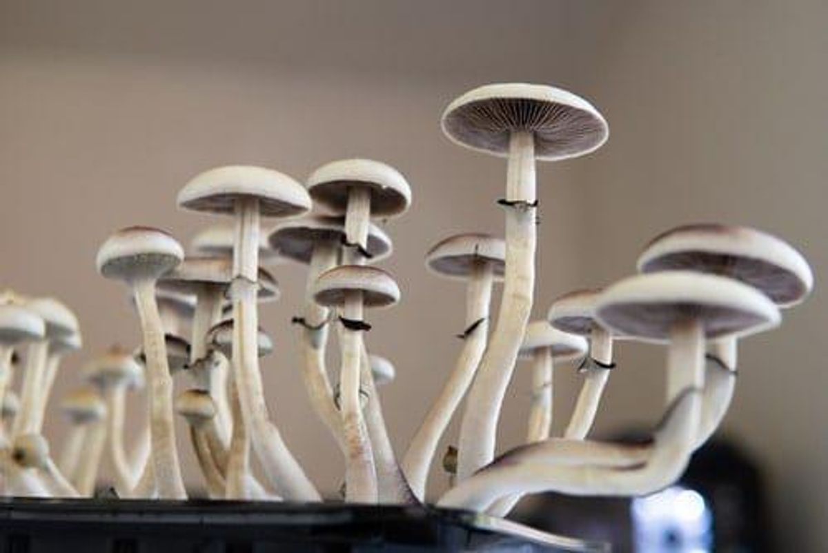 mushrooms growing out of a tray