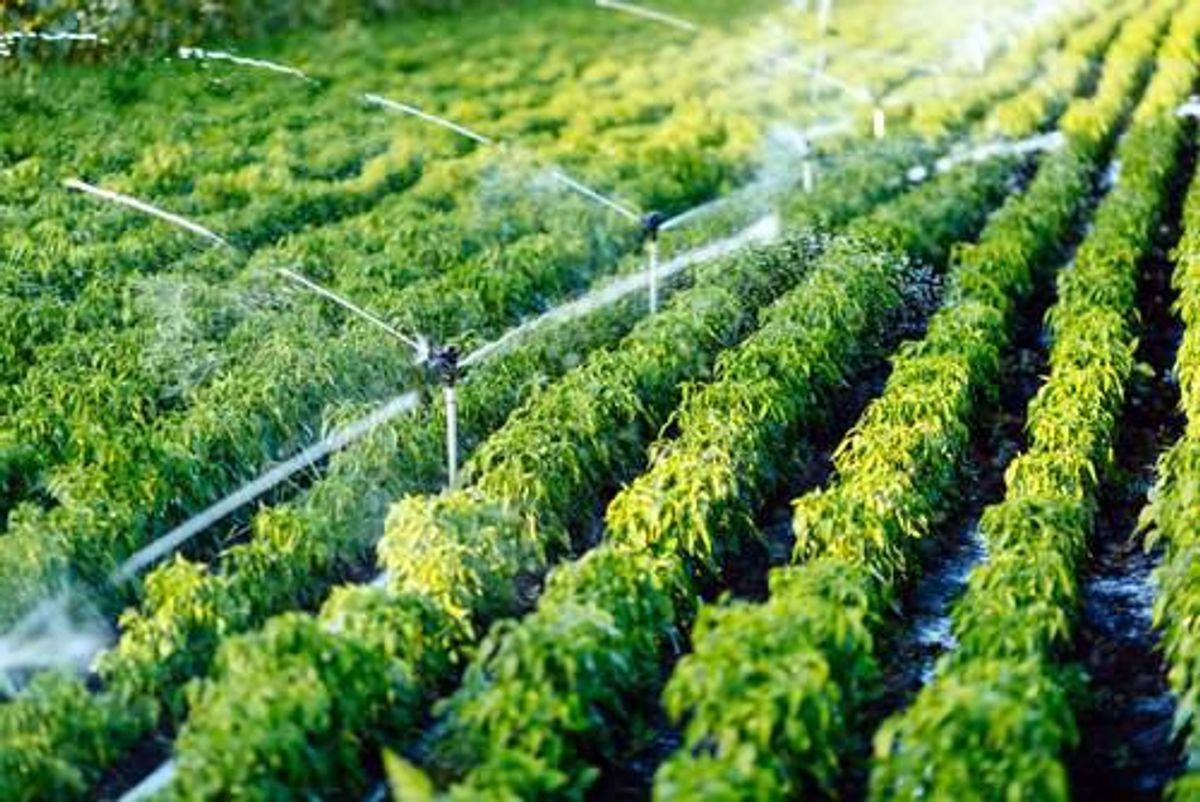 Biotech And Smart Irrigation Systems  