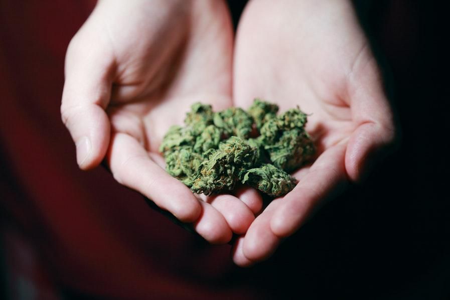 pair of hands holding cannabis buds