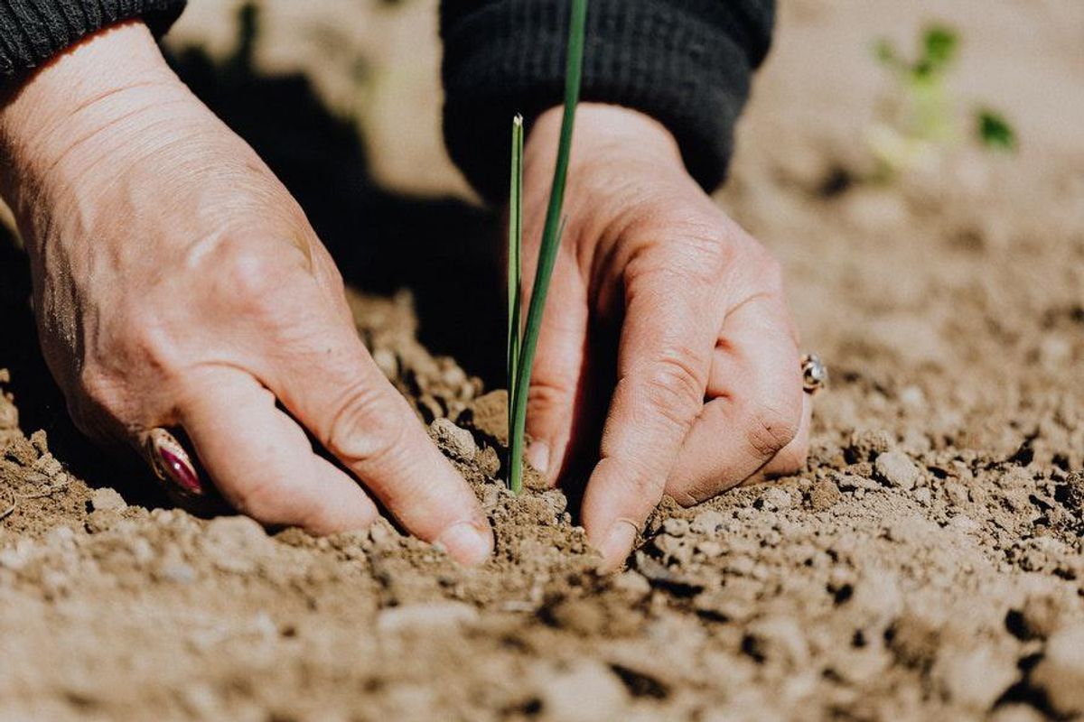 person planting seedling