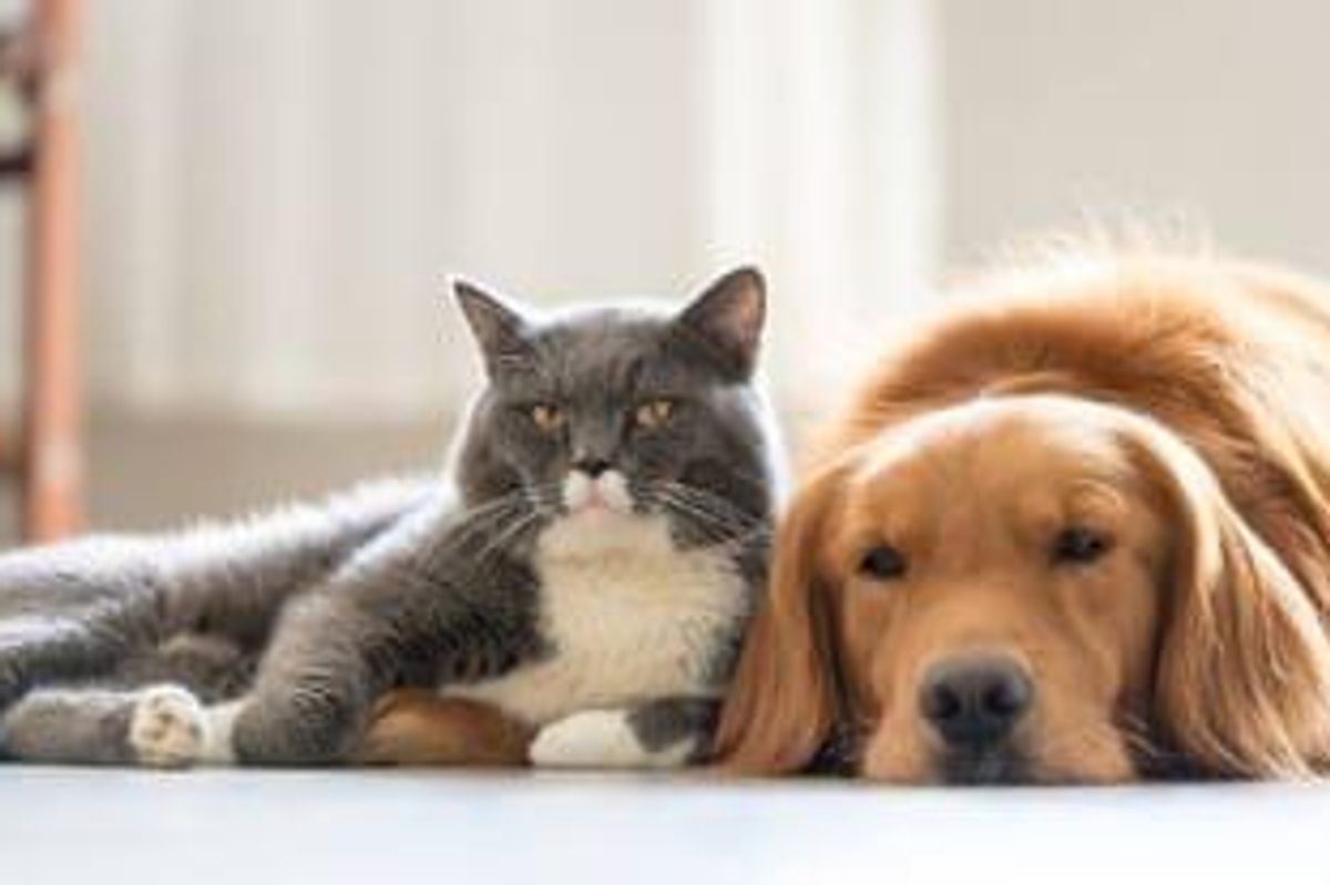 Pharmaceutical Investing