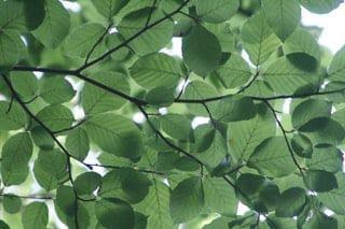 Phosphate Investing